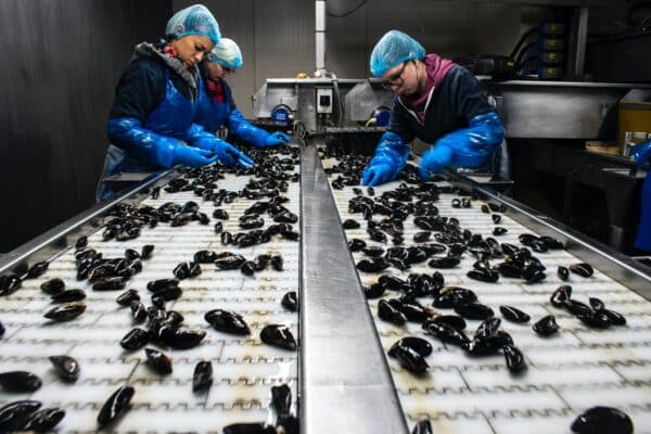Food Processing Plant Security Cameras | EnviroCams